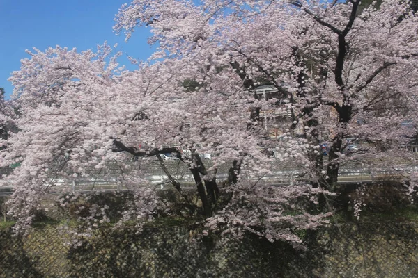 Bahar, kiraz çiçeği Sakura içinde Japonya — Stok fotoğraf