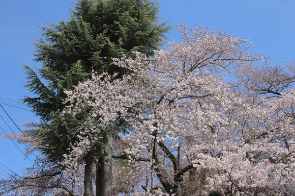 Bild von Kirschbaum in blauem Himmel — Stockfoto