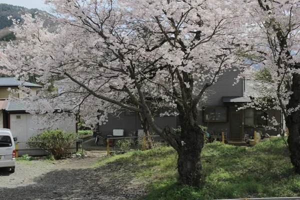 Güzel ve renkli kiraz çiçekleri