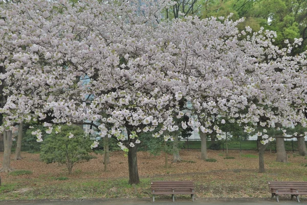 Cseresznyevirág, sakura virág Marunouchi Japánban — Stock Fotó