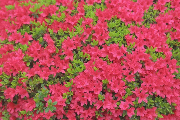 Das Blumenbeet des Rhododendrons — Stockfoto