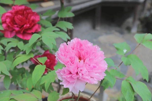 牡丹咲くピンクの花 — ストック写真