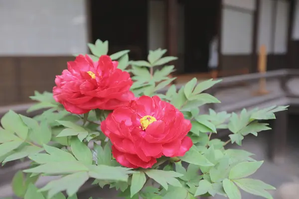 Flores cor de rosa peônia florescendo — Fotografia de Stock