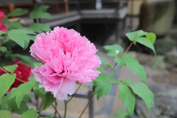 Blühende Pfingstrose rosa Blüten — Stockfoto