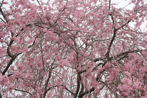 Nikko, Japonya - bahar kiraz çiçeği ile park