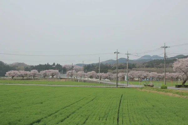 Вид на сельскую местность на поезде — стоковое фото