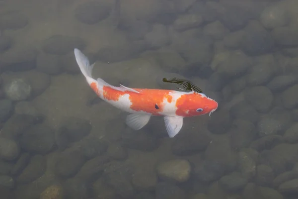 Belo peixe koi nadando na lagoa — Fotografia de Stock