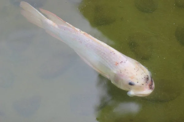 Vacker koi fisk simmar i dammen — Stockfoto