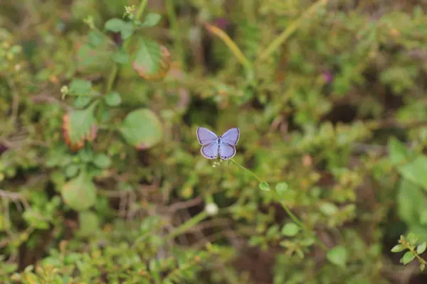 Natur aus Blüten mit lila Schmetterling — Stockfoto