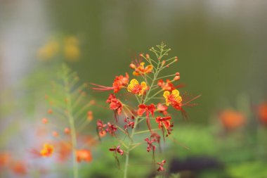 doğa geri zemin açık park