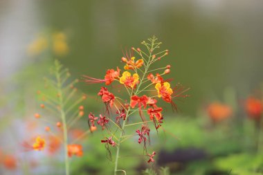 doğa geri zemin açık park