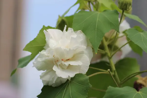 Close up of hibiscus mutabilis at park autumn — Stock Photo, Image