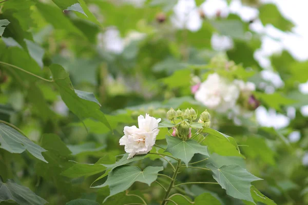 秋季公园内的芙蓉关闭 — 图库照片