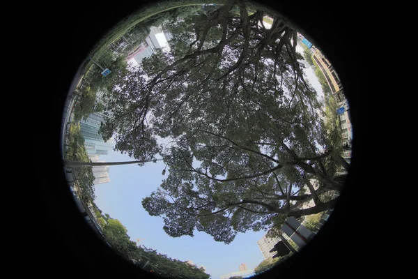 Grote boom met verse groene bladeren in de stad — Stockfoto