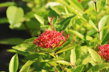 doğada kırmızı mahs çiçek