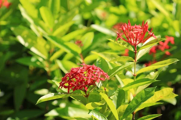 La fleur rouge ixora dans la nature — Photo