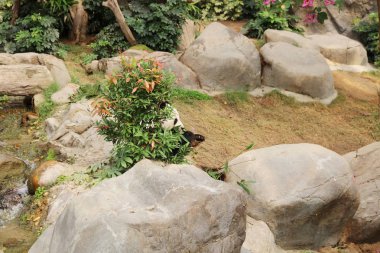 Dev siyah beyaz panda bambu yemeyi bırakır