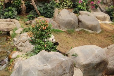 Dev siyah beyaz panda bambu yemeyi bırakır