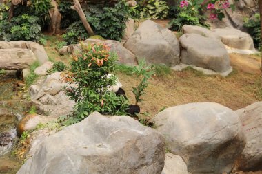 Dev siyah beyaz panda bambu yemeyi bırakır