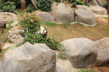 Dev siyah beyaz panda bambu yemeyi bırakır