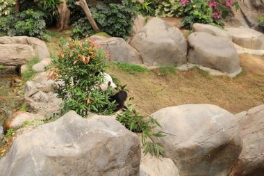 Dev siyah beyaz panda bambu yemeyi bırakır