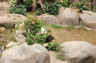 Dev siyah beyaz panda bambu yemeyi bırakır