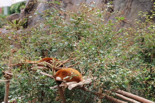 Panda rojo relajándose en la rama — Foto de Stock