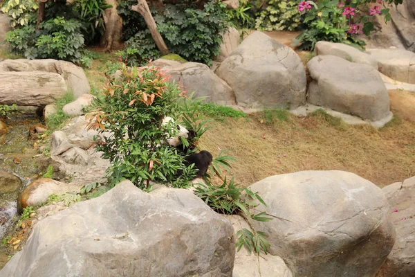 Гігантська чорно-біла панда їсть бамбукове листя — стокове фото
