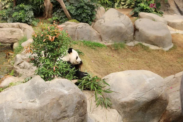 Giant panda czarno-biały jedzenie bambus pozostawia — Zdjęcie stockowe