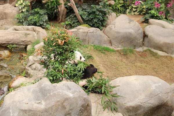 Dev siyah beyaz panda bambu yemeyi bırakır