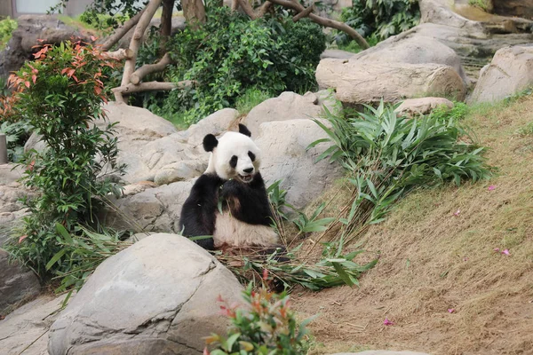 Giant panda czarno-biały jedzenie bambus pozostawia — Zdjęcie stockowe