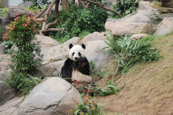 Giant black and white panda eating bamboo leaves — Stock Photo, Image