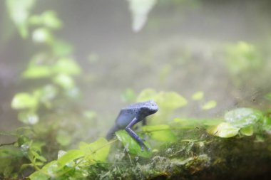 Tema Parkı, zehirli Dart kurbağalar