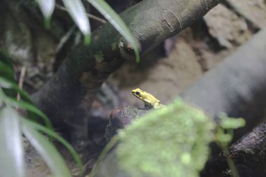 Tema Parkı, zehirli Dart kurbağalar