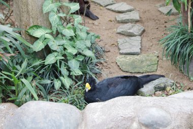 Miğferli curassow veya Kuzey miğferli curassow