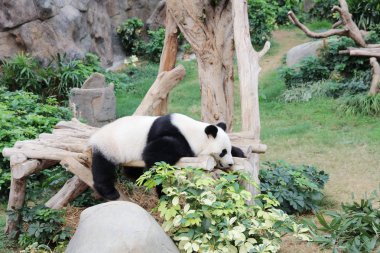  Panda rahatlatıcı hk Ocean Park Hayvanat bahçesinde