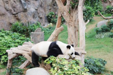  Panda rahatlatıcı hk Ocean Park Hayvanat bahçesinde