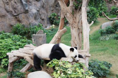  Panda rahatlatıcı hk Ocean Park Hayvanat bahçesinde