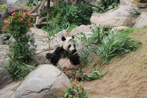 Panda géant noir et blanc mangeant des feuilles de bambou — Photo