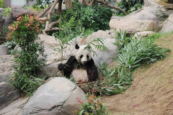 Giant panda czarno-biały jedzenie bambus pozostawia — Zdjęcie stockowe