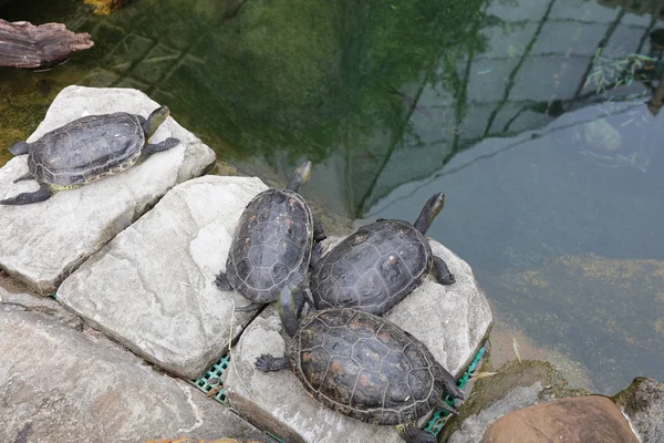 A tartaruga chinesa de pescoço listrado na piscina — Fotografia de Stock