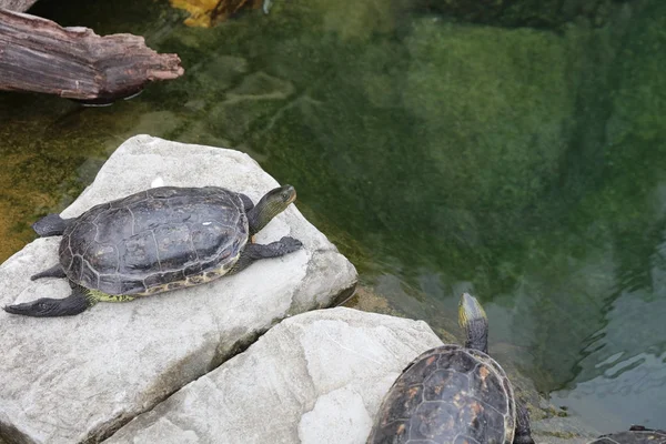 Die chinesische Streifenhalsschildkröte am Pool — Stockfoto
