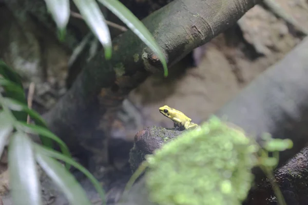 Отрута дартс жаб в тематичний парк — стокове фото