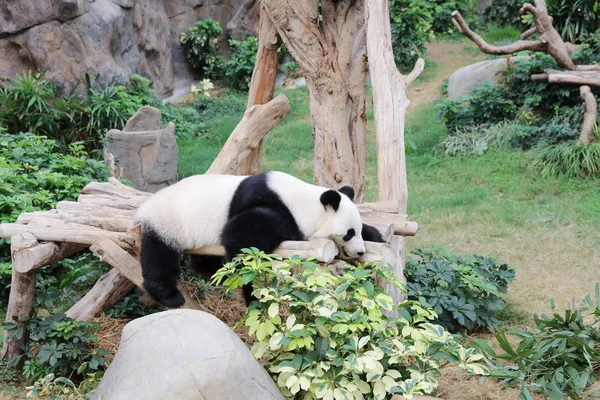 Panda relaksujący w Zoo Park oceanu w hk — Zdjęcie stockowe