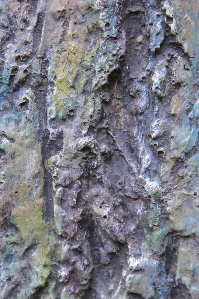 Sullo Sfondo Pinus Massoniana Agnello — Foto Stock