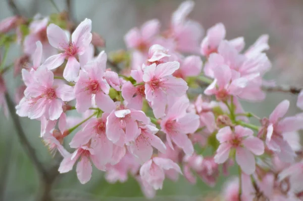 Sakura — Stock Photo, Image