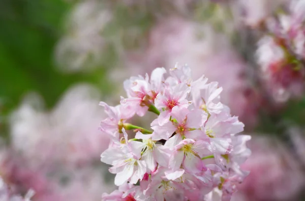Sukura flowers on a spring day — Stock Photo, Image