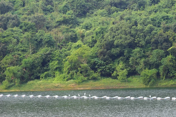 Painéis solares na água Plover Cove Reservoir — Fotografia de Stock