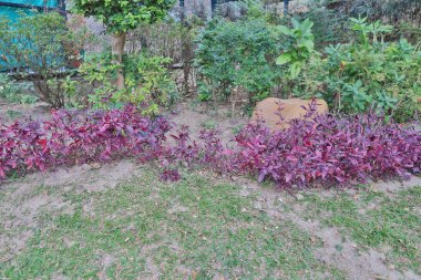 Yeşil bir bitki park bitki yatak