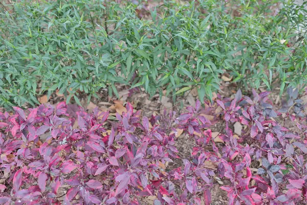 Uma planta verde na cama da planta do parque — Fotografia de Stock